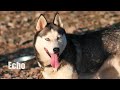 videos de Siberian Husky Team from race to play