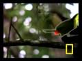 videos de head bang toucan BETA
