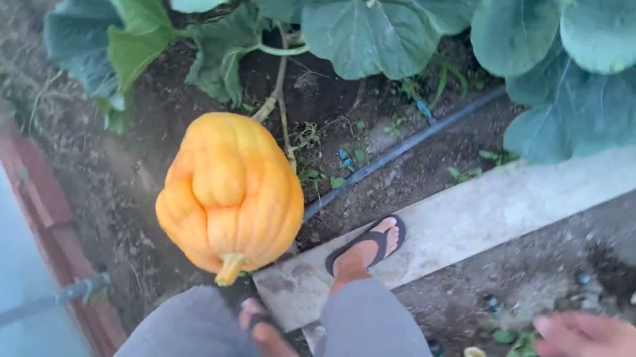 Grow A Giant Pumpkin - 8/23 Patch Update + Winter Tips