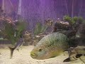 [My PETS] My Freshwater Fish Tank [PT-1]