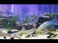 [My PETS] My Freshwater Fish Tank [PT-1]