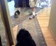 my fluffy dog