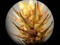 Carex lupulina habit and dissection
