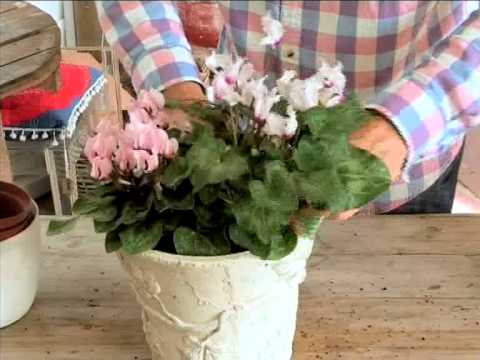 how to transplant cyclamen