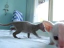 Peterbald kittens 4.5 weeks part I