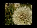 Click here to watch this video test#2