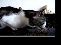Dookie in the sky with catnip Dookie in the sky with catnip