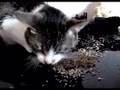 Dookie in the sky with catnip
