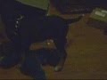 Puppy humping plush frog.
