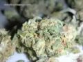 Extremely Beautiful Buds