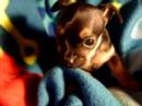 puppie.html