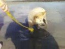 Dogs on the Beach