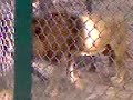 Encounter with Tiger at Renuka lake