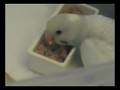 BUDGIE BABY - DAY 28 - 35 - OLDIE1001