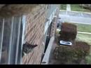 Cat Chat