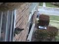 Cat Chat