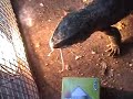 Lizard eats Mouse (Happyface)