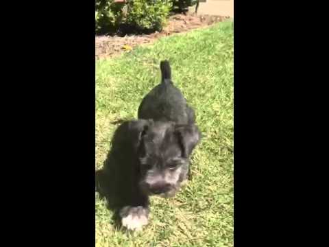 Sophia is so excited about going home to her forever family