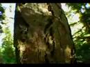 Bigfoot Sleuths