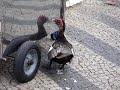 Pato loco