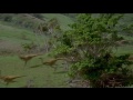 labrador chasing gallimimus in jurassic park, isla nublar