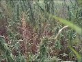 Ganja Field