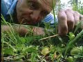 Venus fly trap - The Private Life of Plants - David Attenborough - BBC