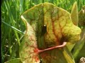 Venus fly trap - The Private Life of Plants - David Attenborough - BBC