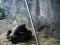2-gorillas-having-so