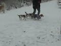 Beagle Olivia: Die Brücke aus Gummi