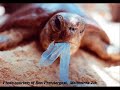 Plastic Bags - JUST SAY NO! (Set to Scarborough Fair) Plastic Bags - JUST SAY NO! (Set to Scarborough Fair)