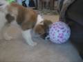 Lillie-Sky: Akita puppy from birth to 2 years of age ;-)