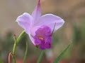 Técnicas que se aplican actualmente para la conservación de orquídeas. Experiencia del CITTES de ecofisiología vegetal de la UTPL. Riqueza y biodiversidad que se tiene en la región sur del ecuadorContenido elaborado por estudiantes de Gestión Ambiental y producido por los estudiantes de Comunicación Social.Kruzkaya O.