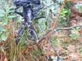 YouTube - AVP the forgotten island