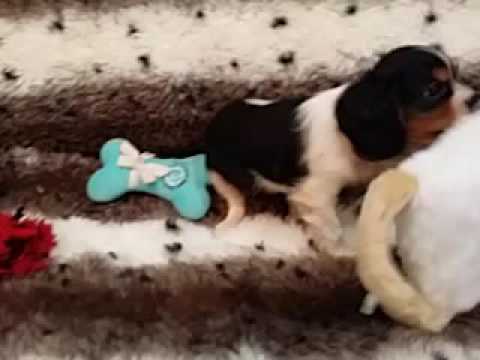 SUCH A GOOD PERSONALITY AND LITTLE CAVALIER MALE!