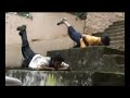 belair-health-club.html
