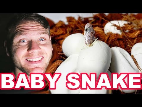 YouTube reptile video