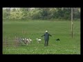 Sheepdog Trials on the Isle of Islay, Scotland