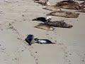 baby seal nursing at la jolla childrens pool