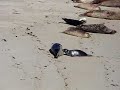 Baby Seal nursing at La Jolla Childrens Pool