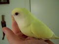 Sweet 3-Month-Old Lovebird
