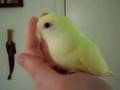 Sweet 3-Month-Old Lovebird