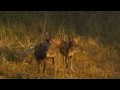 View Video