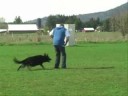 Dogs Simply The Best