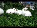 bunnies