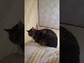 キジ猫 ふてぶてしく膝の上に乗る 2018年12月31日[推定2歳2ヶ月目] #cat