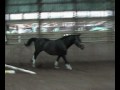 Zenda (Ferro x Wanroij) at 3 years Zenda (Ferro x Wanroij) at 3 years