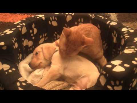 Bengal cat licking Labrador puppy
