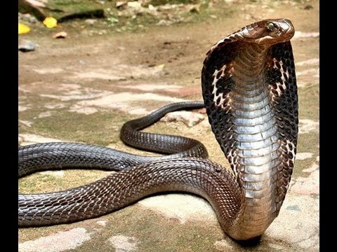 YouTube reptile video