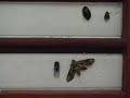 Bugs invade the living room! Stop motion animation.